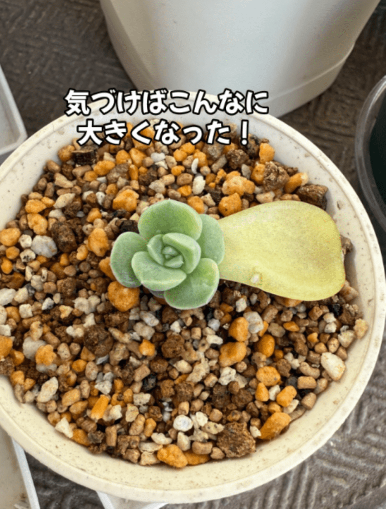 気づけば大きく成長（＠oshibu_ko2353さんより提供）