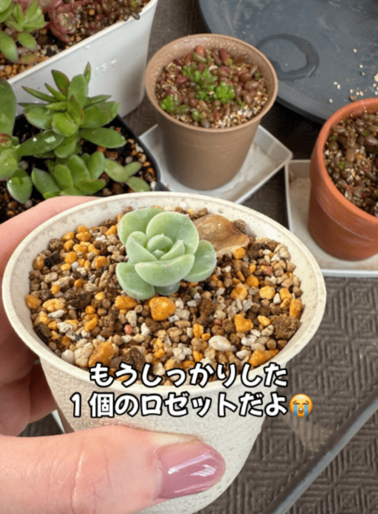 しっかりした形に（＠oshibu_ko2353さんより提供）