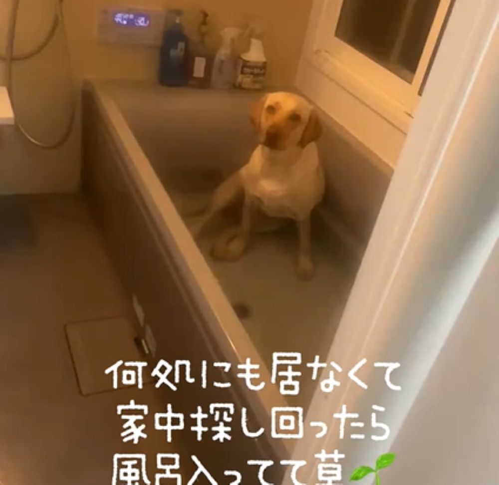 【実際の写真】発見されたラブラドール