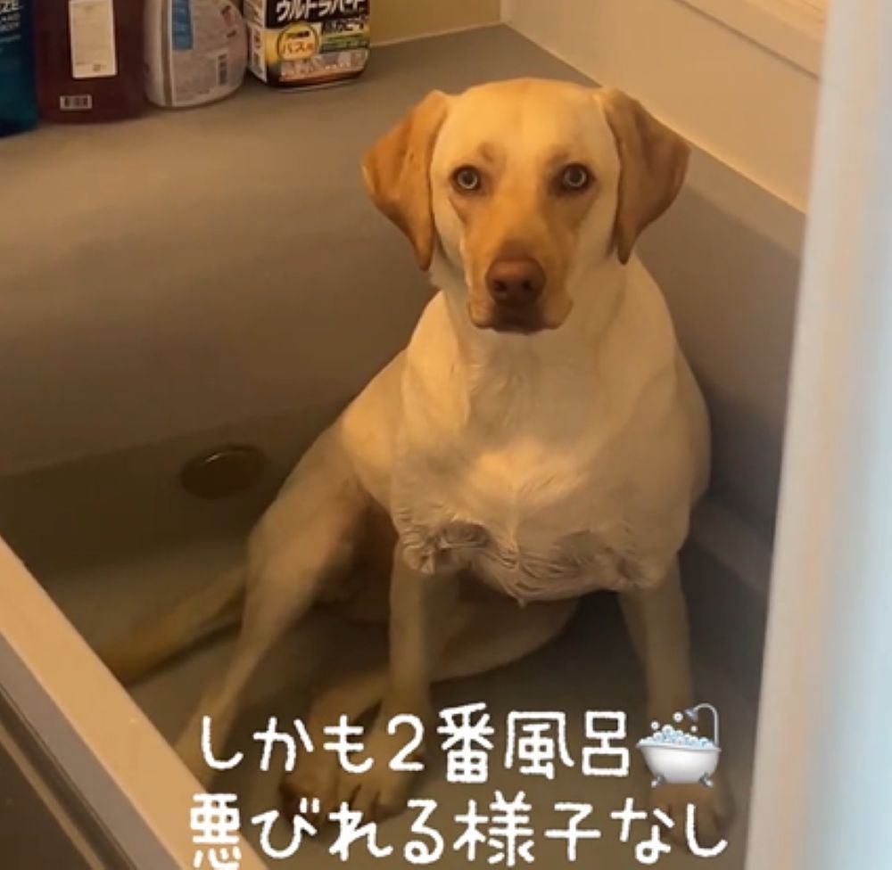 お風呂に浸かっていたひまわりちゃん（＠hallfweyharuさんより提供）