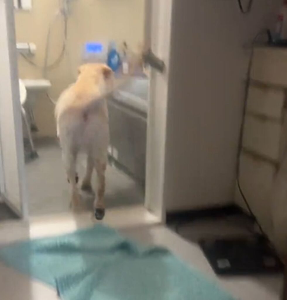 お風呂に向かうひまわりちゃん（＠hallfweyharuさんより提供）