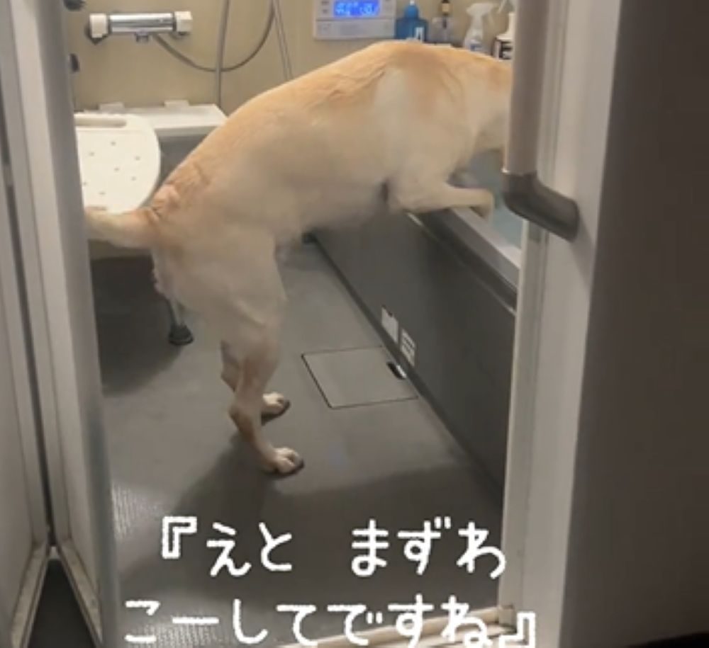 お風呂に手をかけて…（＠hallfweyharuさんより提供）