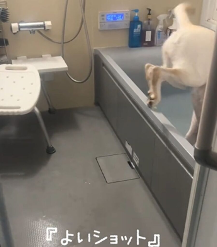 飛び込みました（＠hallfweyharuさんより提供）