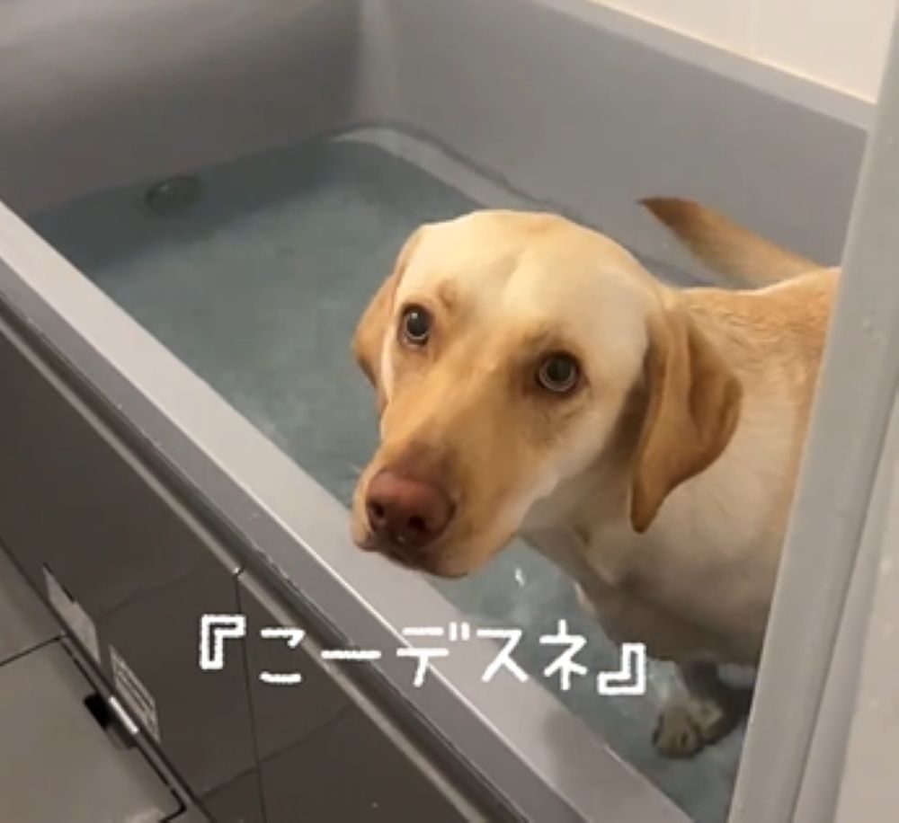 得意そうな表情（＠hallfweyharuさんより提供）