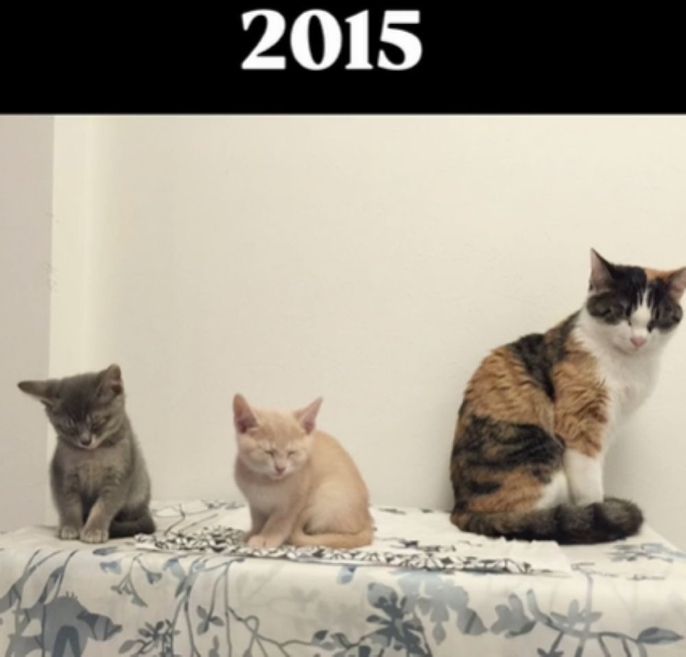 2015年の様子（＠mochimochi_brothersさんより提供）