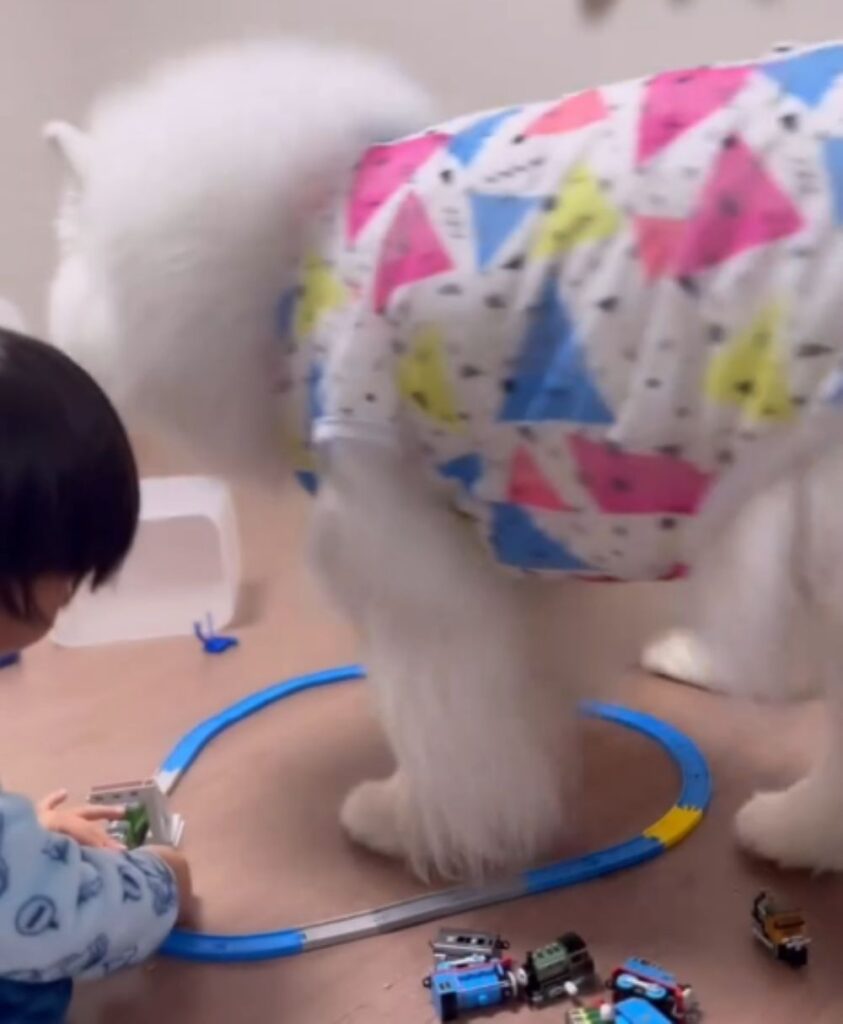 真ん中を通るひるねちゃん（＠komaci20さんより提供）