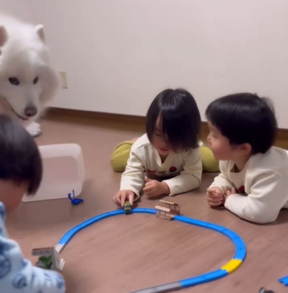 【実際の写真】サモエドのひるねちゃんがとった行動