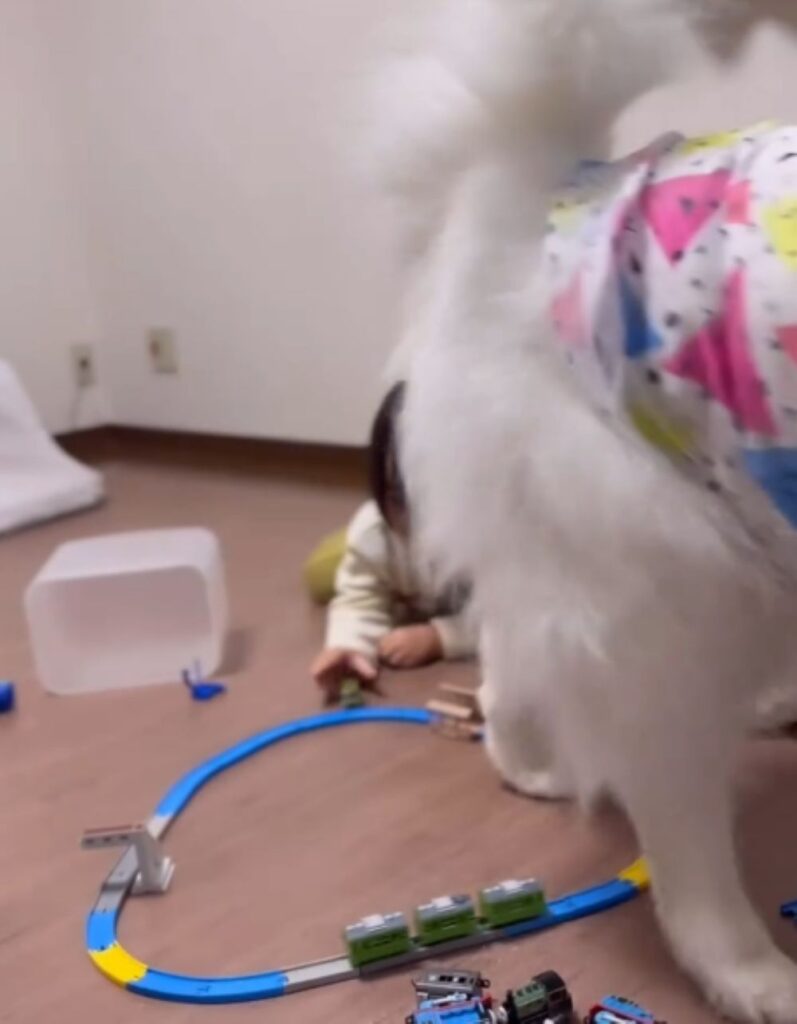 通り過ぎるひるねちゃん（＠komaci20さんより提供）