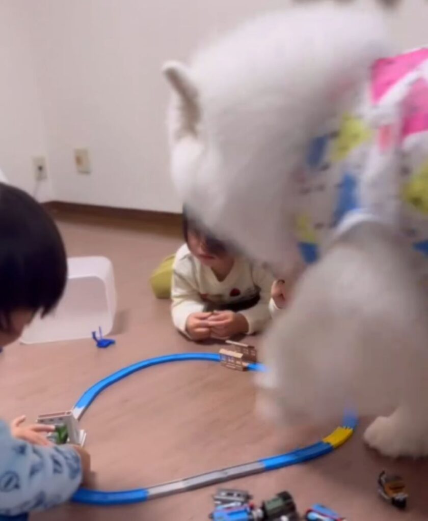 遊んでいるところへ…（＠komaci20さんより提供）