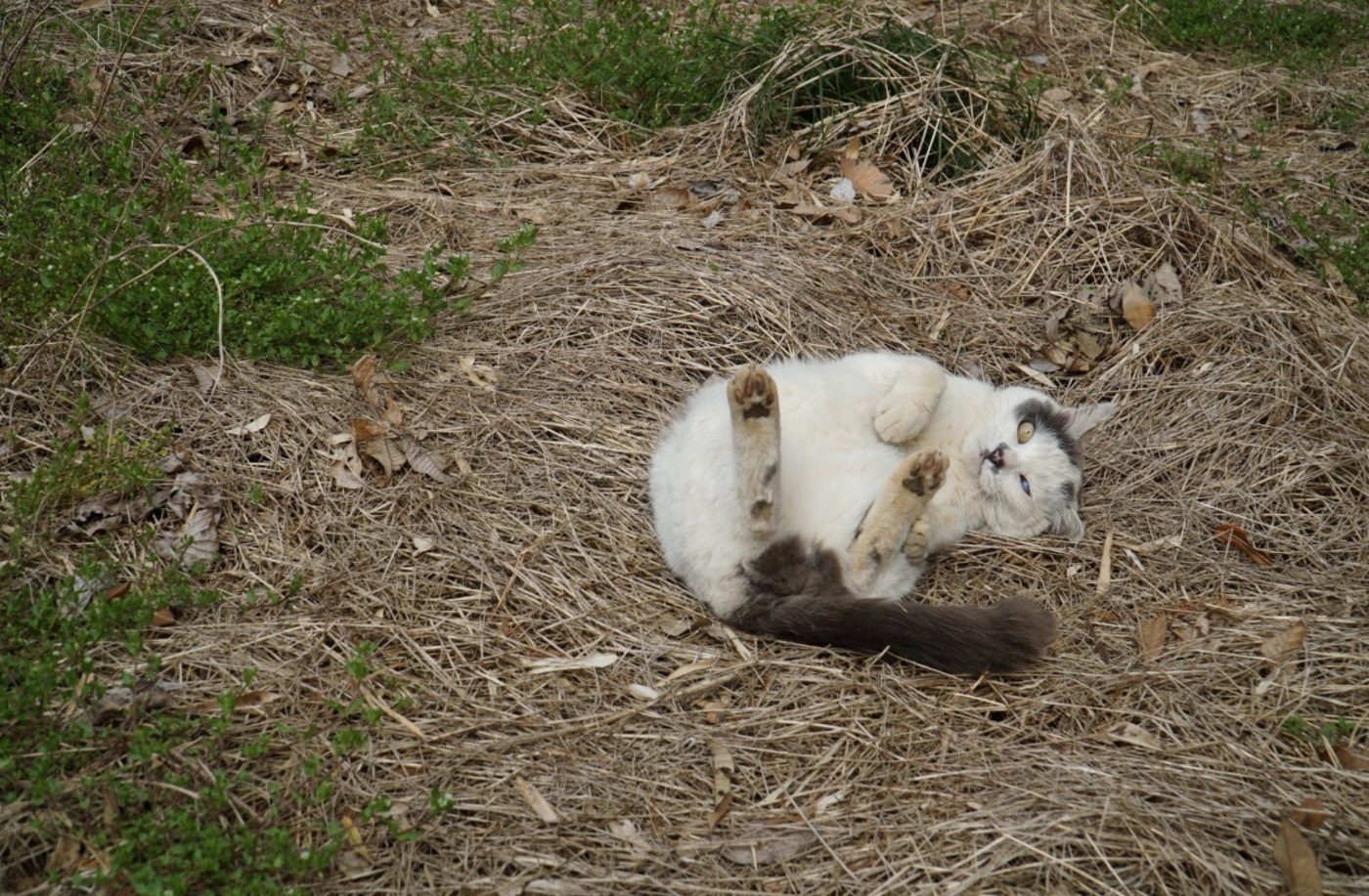 友人から譲り受けた直後、行方不明になった子猫。必死になって探した結果、発見された姿に「大物感」「保存したくなる1枚」