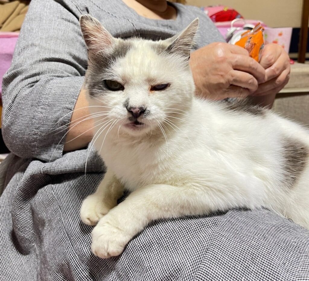 膝の上でご満悦なポン酢くん（@nyaaa_____nchuさんより提供）