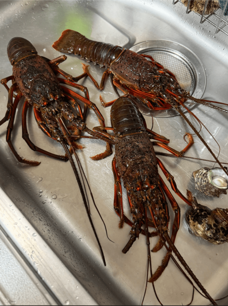 伊勢エビとサザエ（@K_theHermitさんより提供） (8)