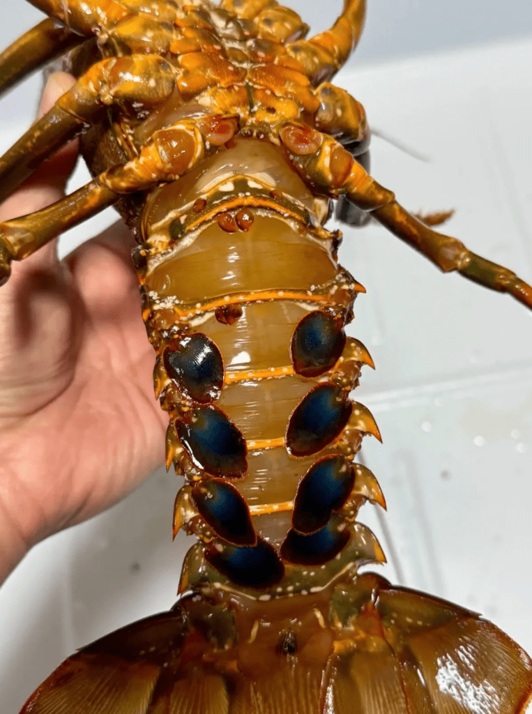 伊勢エビ調理①（@K_theHermitさんより提供）