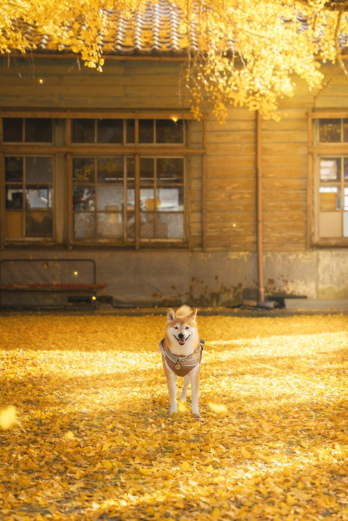 自然の風に舞った落ち葉の中で笑うナツメちゃん（＠sakodeomaさんより提供）