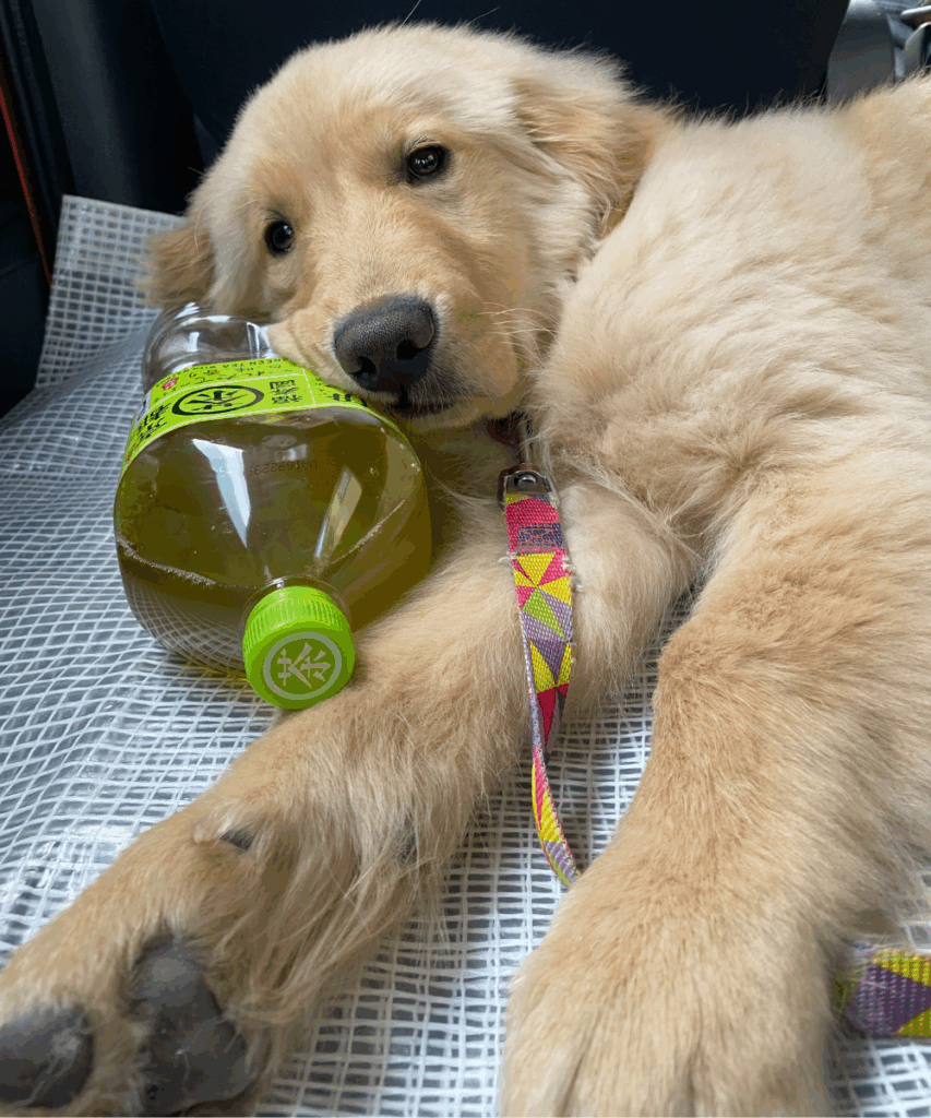 普段のならちゃんの様子②（@nara__1015さんより提供）