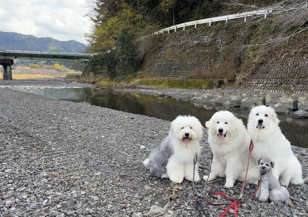 現在の様子・他のワンちゃんたちと（＠yamanookukaraさんより提供）