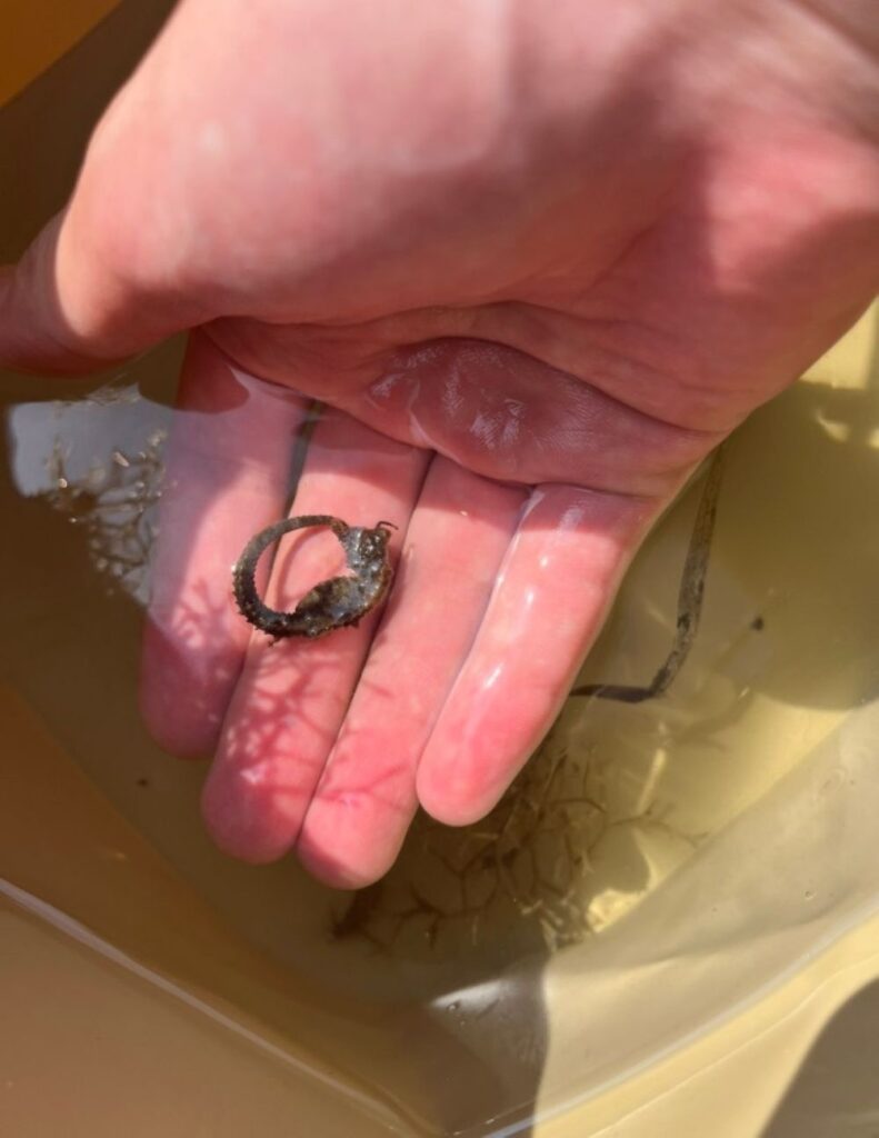 過去に採集した生き物①（＠SakumaYotsukamiさんより提供）