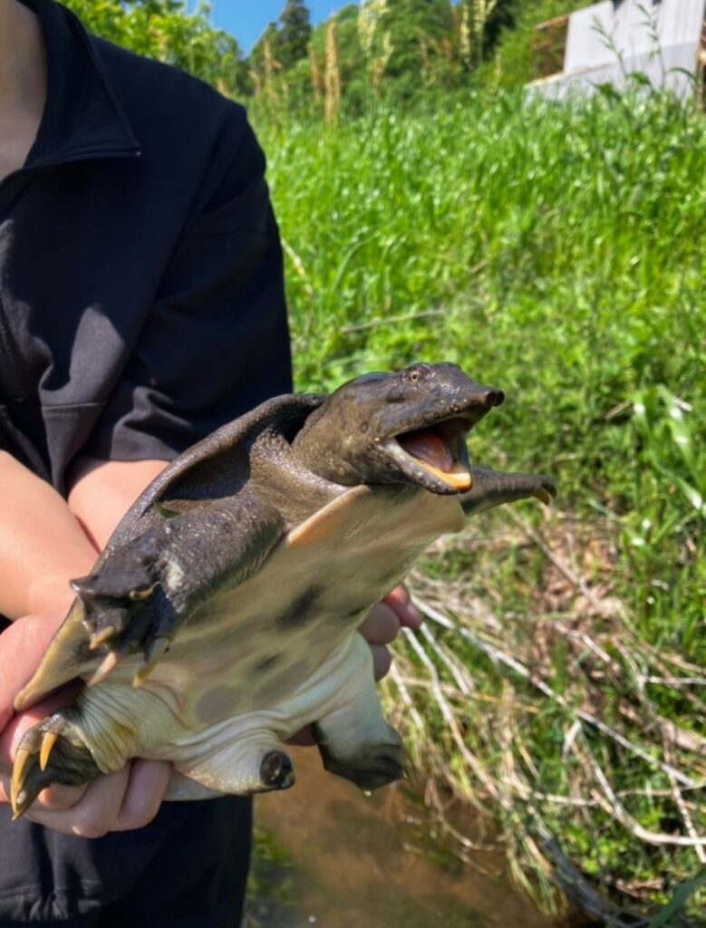 過去に採集した生き物②（＠SakumaYotsukamiさんより提供）