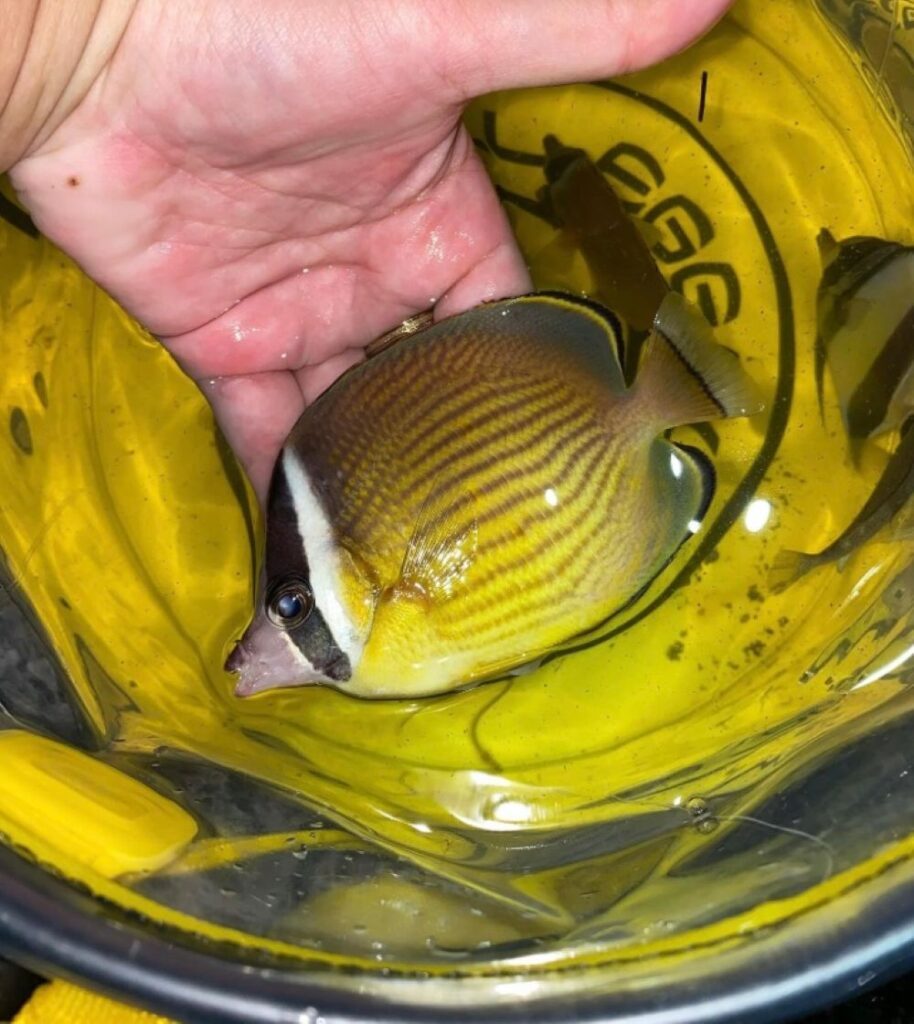 【実際の写真】クーラーボックスの中にいた生物