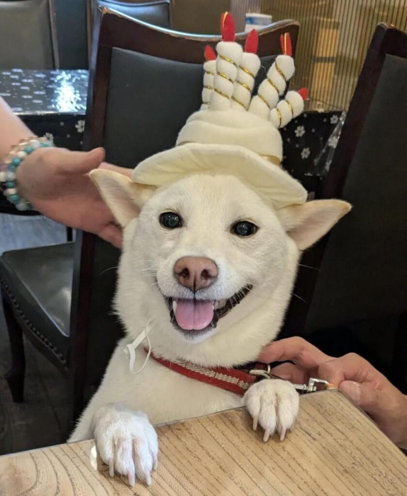 現在のこのはちゃんの様子（@yuka0709koumeさんより提供）