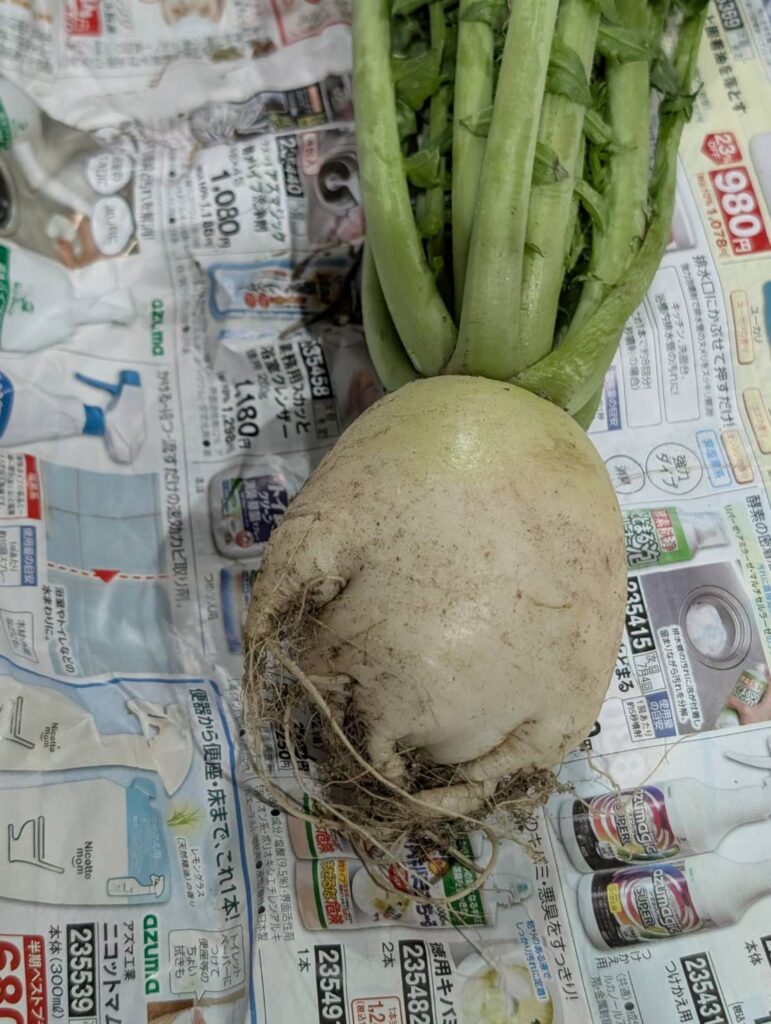 【実際の写真】息子さんが持ち帰ってきた大根