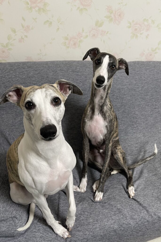 左は先住犬、4歳のバロンくん（＠k.25_vさんより提供）