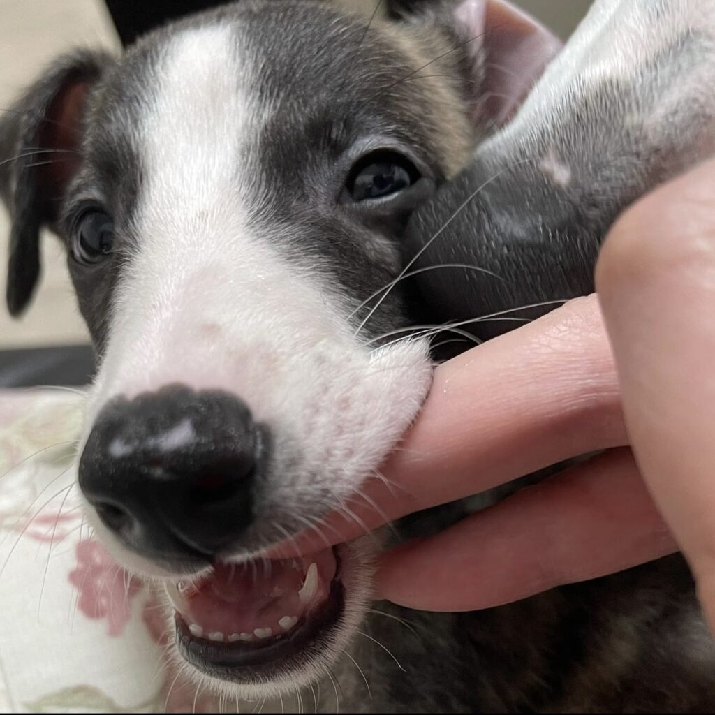 小さい頃先住犬にキスされている所（＠k.25_vさんより提供）
