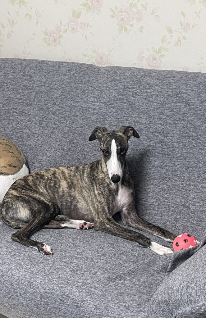 ボール大好き（＠k.25_vさんより提供）