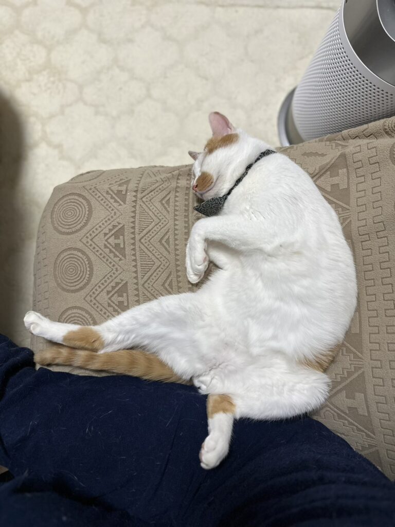 普段の禄くん①（@a.iiharaさんより提供）