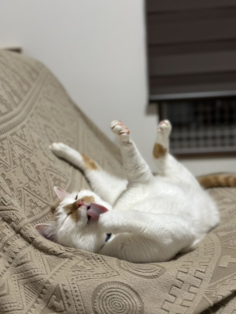 普段の禄くん②（@a.iiharaさんより提供）