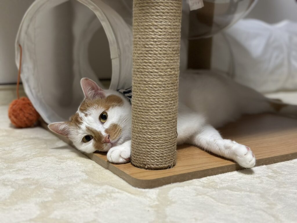 普段の禄くん③（@a.iiharaさんより提供）