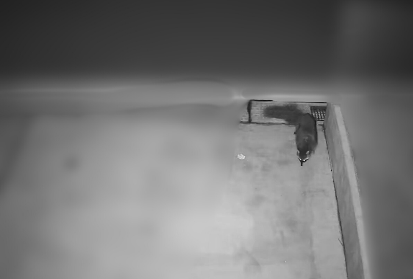 自宅前に防犯カメラを設置すると…撮れた映像に違和感。よく見ると、非日常的な光景に「こんなことに!?」「猫かと思った」