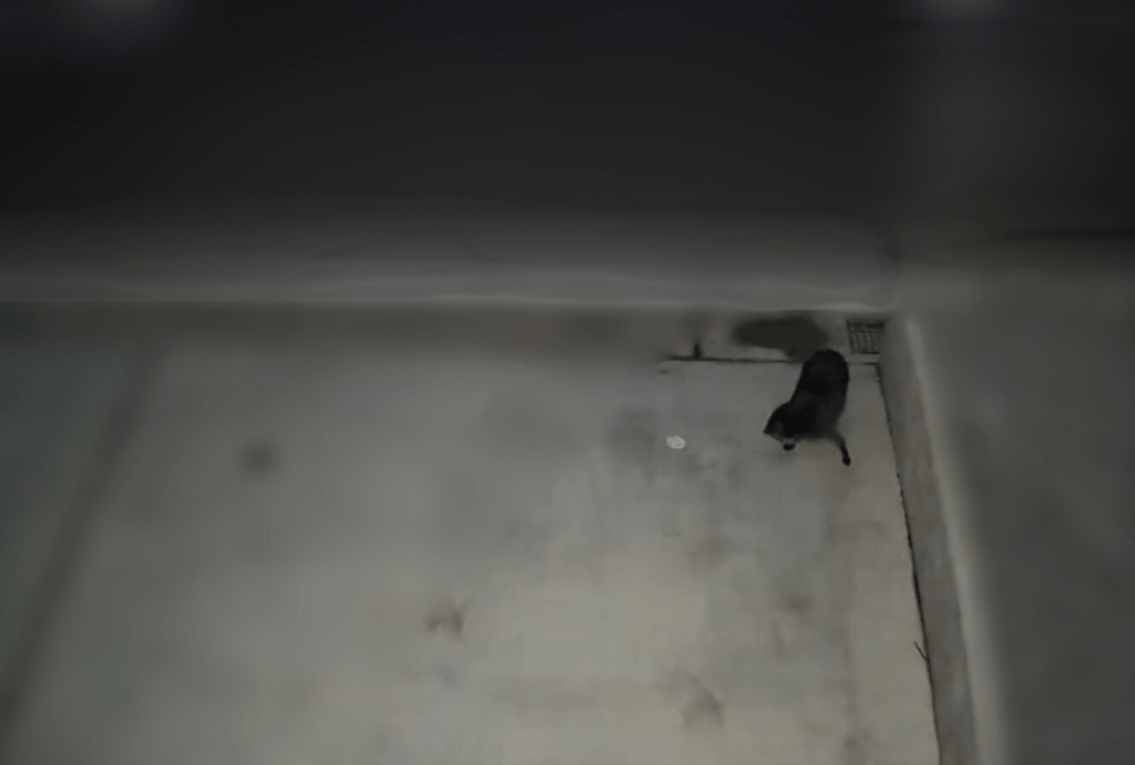 【実際の写真】防犯カメラに映っていた光景