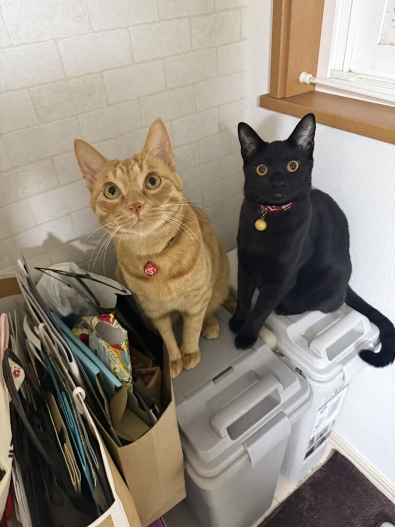 猫ちゃんとの暮らし①（＠maipana69さんより提供）