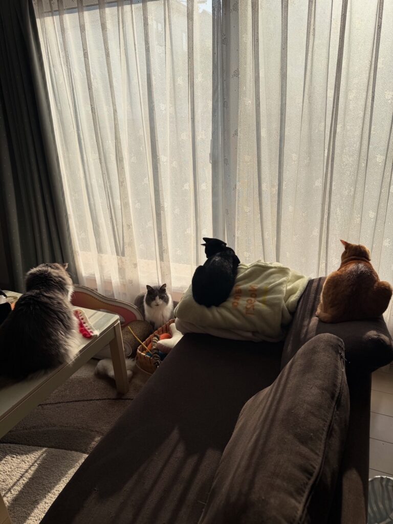 猫ちゃんとの暮らし②（＠maipana69さんより提供）