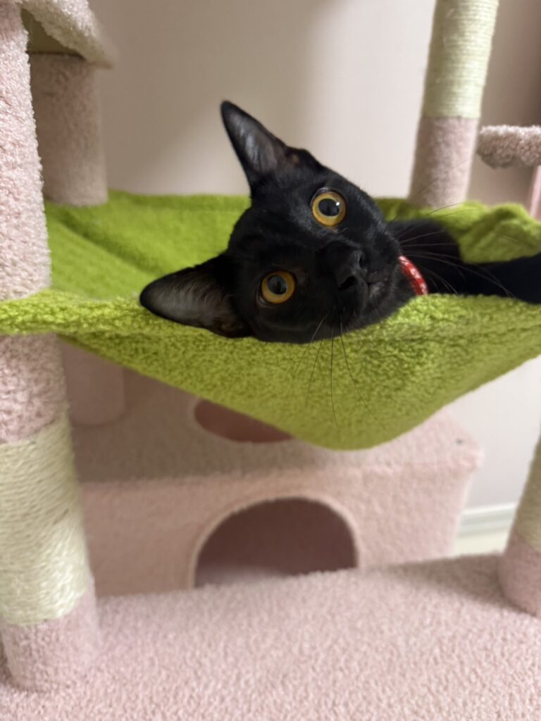 普段のジジくん（＠maipana69さんより提供）