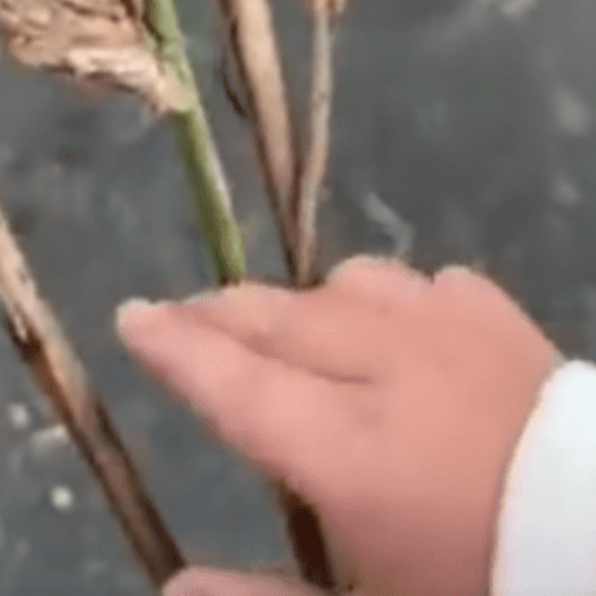 庭の草刈り中…3歳娘「持って帰ってお部屋に飾ろ!」直後…父が大絶叫した“娘のお土産”に「恐ろしい……」「やめろぉぉ」「賑やかになるね」