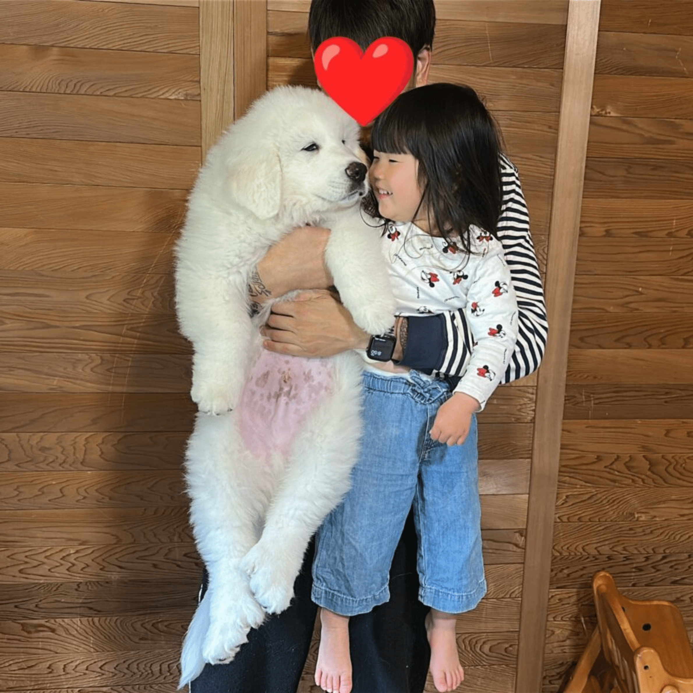 生後2ヶ月、ふわふわのワンちゃんだが…8ヶ月後、想像を超えるまさかの姿に「すごい成長っぷり」「半端ない」「こんなおっきくなん？」