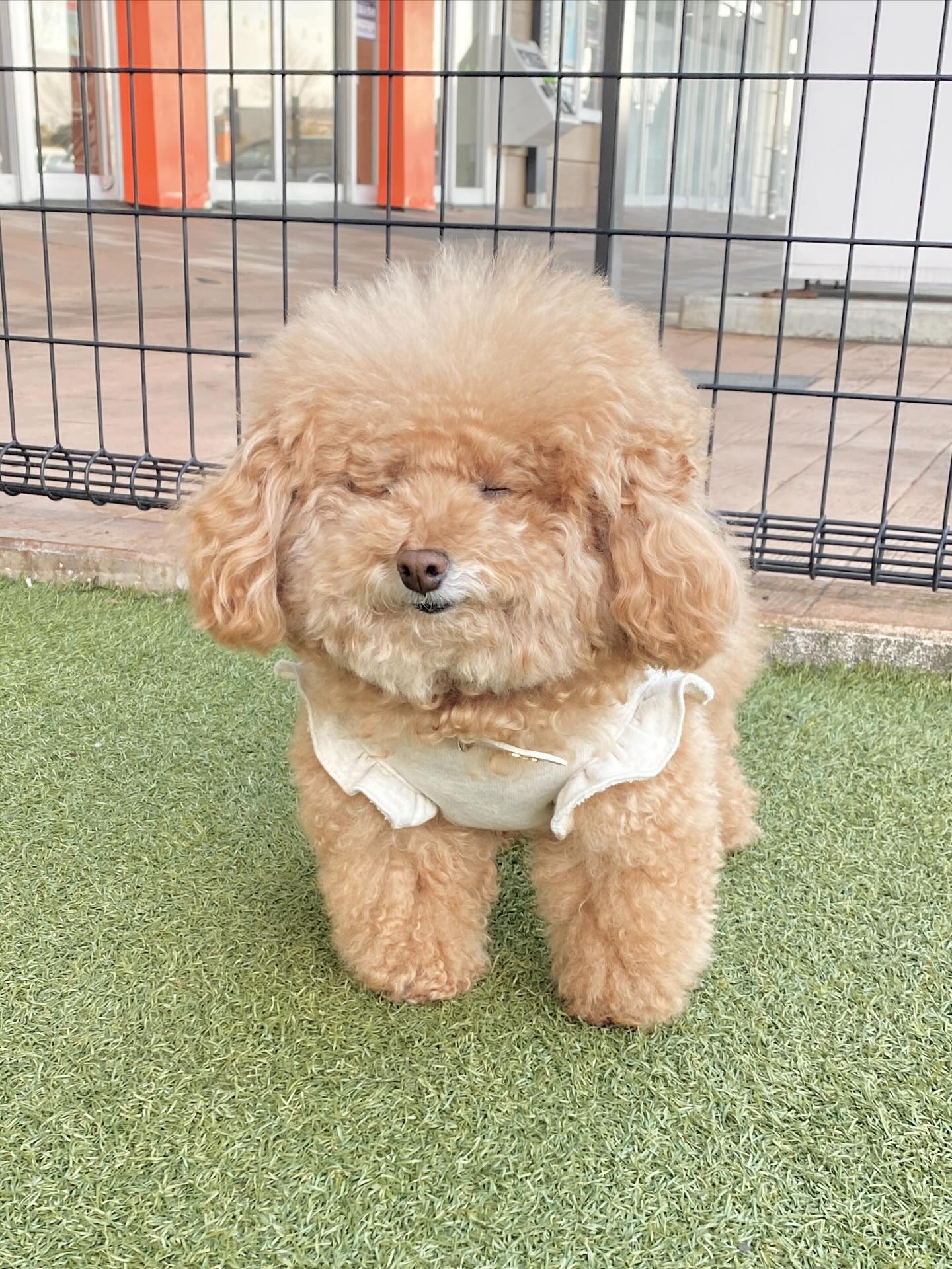 【※同じ犬です】ふわふわの毛が特徴的な愛犬。しかし3年前の写真を見てみると…「誰？」「まるで別犬」「なんか勇気もらった」