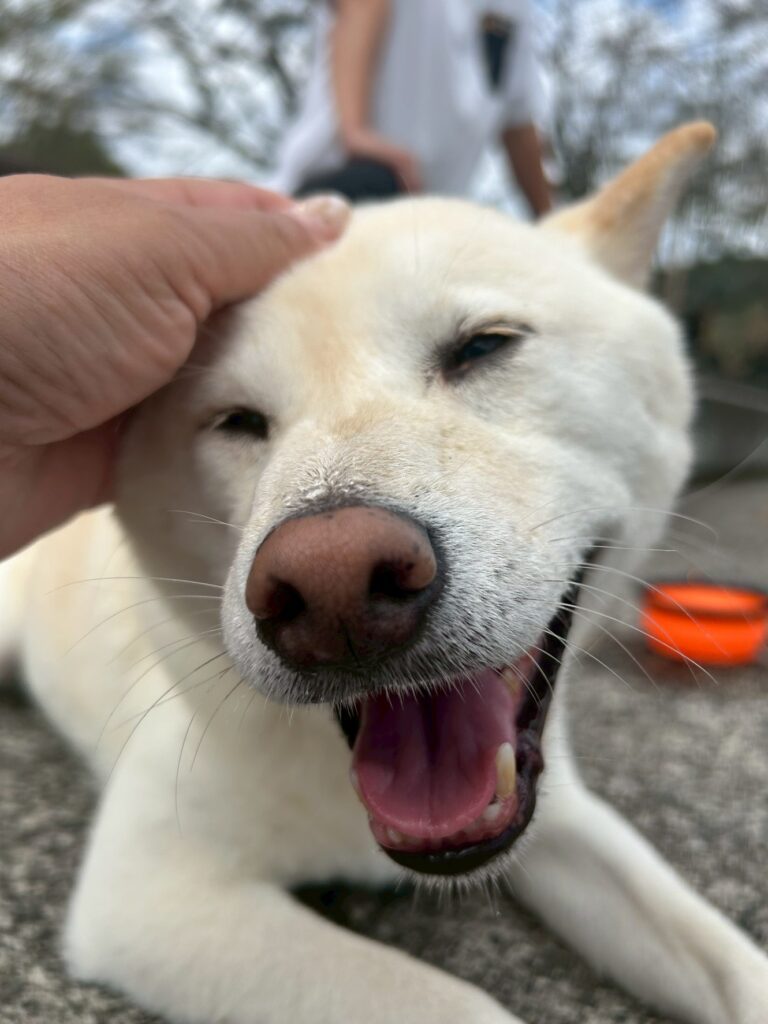 その他の琴太くんの写真②（＠mameshiba_kintaさんより提供）