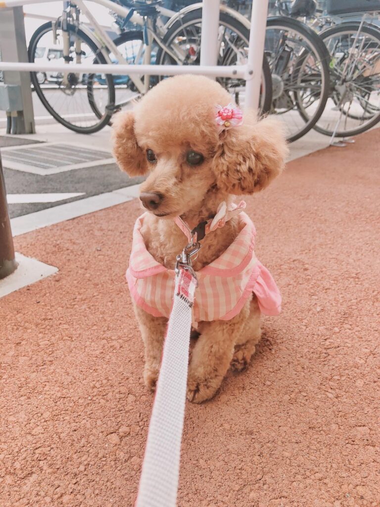 顔バリ時代の華ちゃん（＠iam.hanachan_さんより提供）