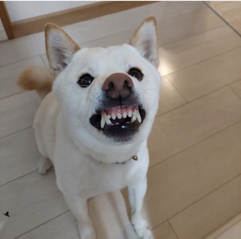 その他の琴太くんの写真③（＠mameshiba_kintaさんより提供）