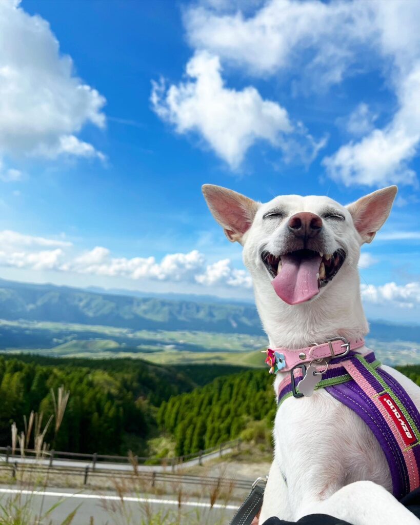 普段のすずちゃん②（＠haruharu040777さんより提供）