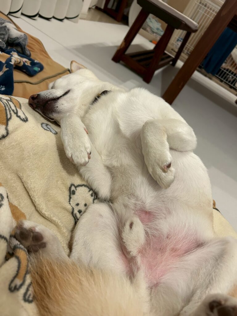 その他の琴太くんの写真④（＠mameshiba_kintaさんより提供）