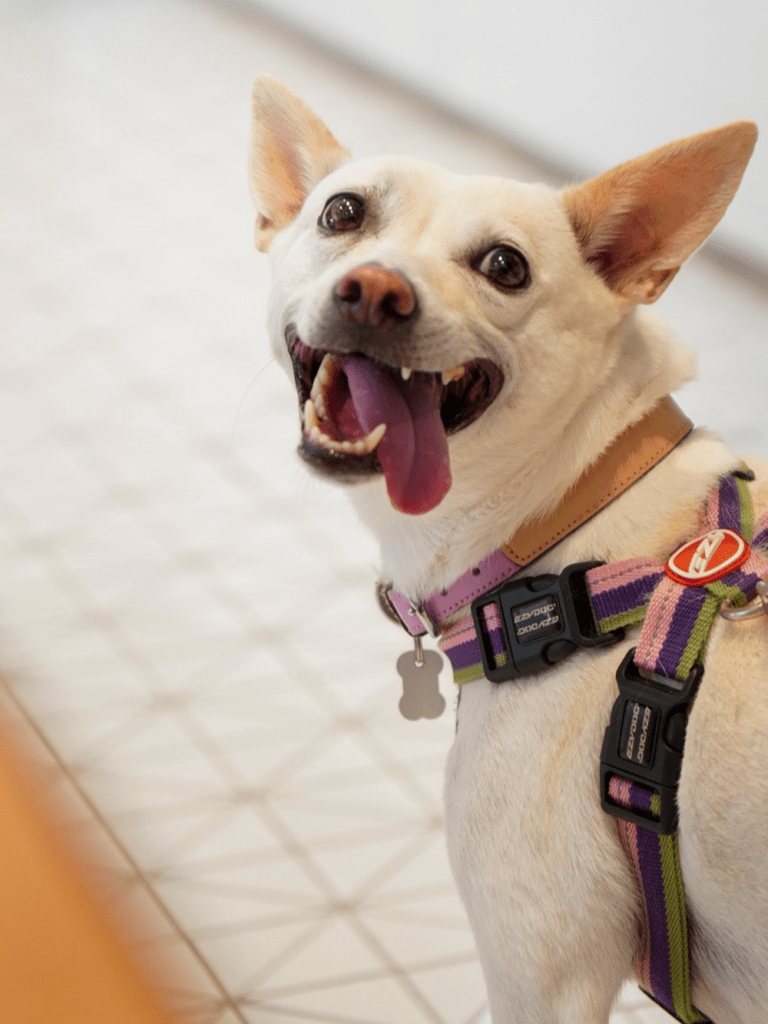 普段のすずちゃん③（＠haruharu040777さんより提供）