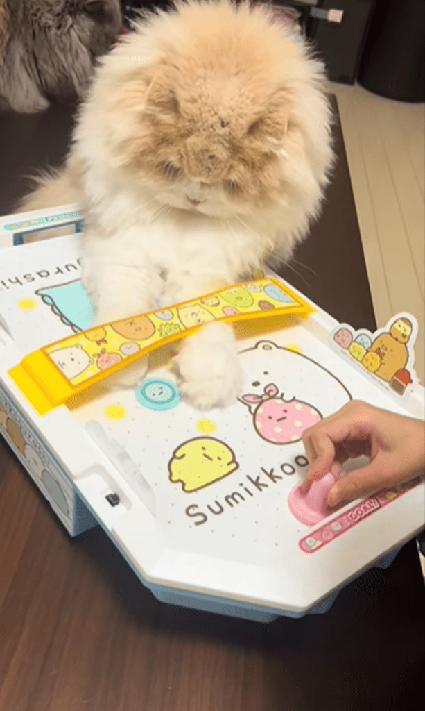 エアホッケーで遊ぶむぎくん⑤（＠k815670さんより提供）