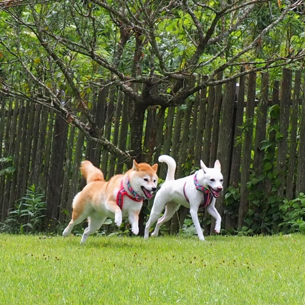 普段のすずちゃん④（＠haruharu040777さんより提供）