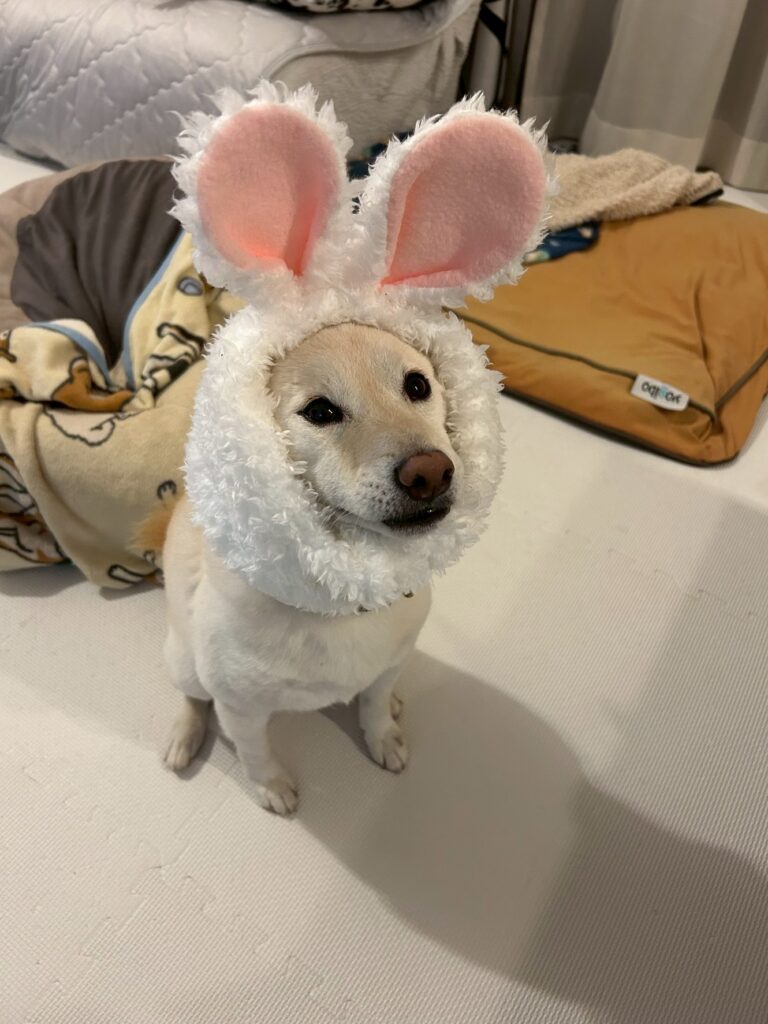 その他の琴太くんの写真⑥（＠mameshiba_kintaさんより提供）