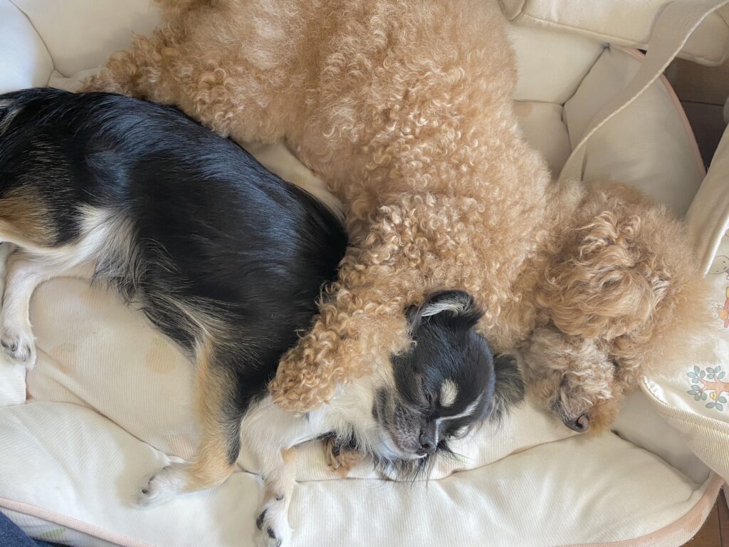 家族のチワワと仲良くしているところ（＠iam.hanachan_さんより提供）