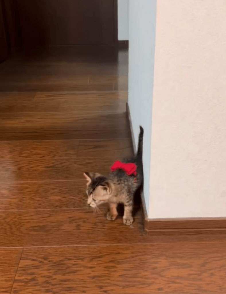 【実際の写真】現在の姿